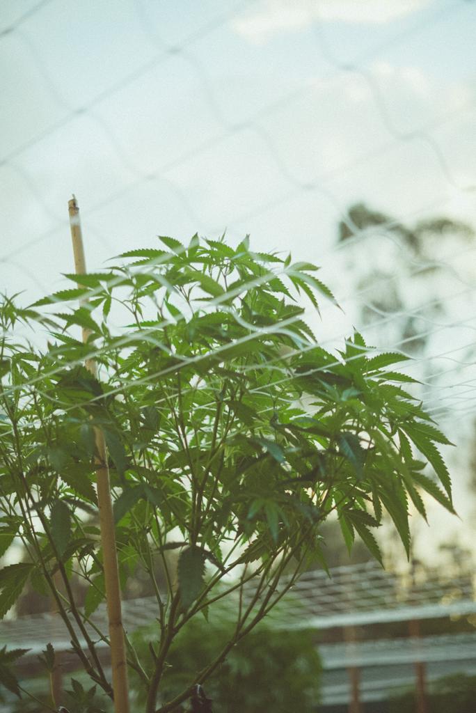 Planta de cannabis en cultivo Arcadia